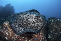Large black-blotched stingray swimming over rocks near Cocos Island, Costa Rica — Stock Photo