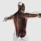 Anatomia muscular masculina das costas humanas — Fotografia de Stock