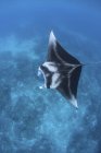 Arrecife manta ray en agua clara - foto de stock