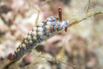 Cuthona yamasui nudibranch — стокове фото