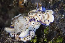 Several piling nudibranchs — Stock Photo