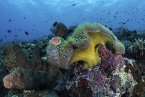 Clownfish rose nageant au-dessus de l'anémone — Photo de stock