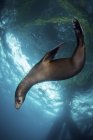 Leone marino che gioca sotto la piattaforma petrolifera — Foto stock