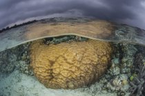 Colônia de coral de rocha em águas rasas — Fotografia de Stock