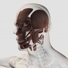 Анатомія чоловічих м'язів обличчя на білому тлі — стокове фото