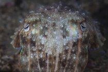 Broadclub cuttlefish closeup headshot — Stock Photo