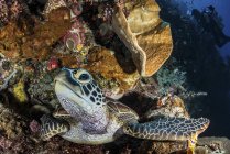 Зеленая морская черепаха отдыхает на выступе — стоковое фото