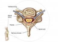 Illustrazione medica dell'anatomia delle vertebre umane — Foto stock