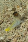 Jawfish Gold-specs com boca aberta, Anilao, Batangas, Filipinas — Fotografia de Stock