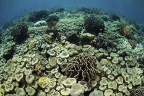 Arrecife de coral en el Parque Nacional Komodo - foto de stock