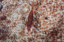 Shrimp on pin cushion sea star — Stock Photo