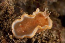 Glossodoris rufomarginata nudibranch primo piano shot — Foto stock
