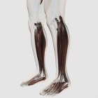 Male muscle anatomy of the human legs — Stock Photo