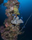 Korallen und Schwämme auf Mast des Schiffswracks — Stockfoto