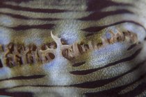 Гигантский выстрел из моллюска — стоковое фото
