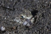 Ящерица лежит на песчаном дне — стоковое фото