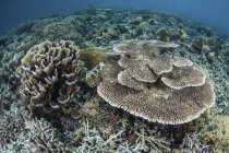Corais delicados em recifes rasos — Fotografia de Stock