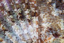 Flosse und Schuppen von Skorpionfischen in Nahaufnahme geschossen — Stockfoto