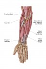 Anatomie der menschlichen Unterarmmuskulatur mit Etiketten — Stockfoto
