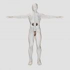 Ilustração médica tridimensional de órgãos reprodutivos masculinos — Fotografia de Stock