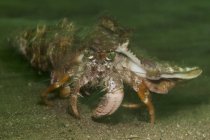 Anémone ermite crabe sur fond sablonneux — Photo de stock