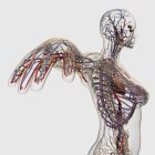 Ilustración médica de arterias, venas y sistema linfático con corazón - foto de stock