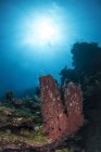 Spugna sulla barriera corallina a Roatan — Foto stock