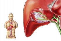 Ilustración médica de la anatomía ganglionar vesícula biliar - foto de stock