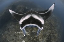 Mantarochen schwimmen über dem Riff — Stockfoto