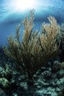 Gorgoniano creciendo en diversos arrecifes de coral - foto de stock