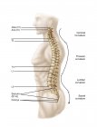 Anatomia da coluna vertebral humana com etiquetas — Fotografia de Stock