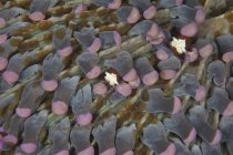 Paire de crevettes sur corail rose champignon — Photo de stock