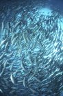 Bandada circular de peces trevalmente - foto de stock