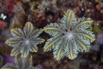 М'які коралові поліпи ростуть на риф — стокове фото
