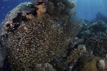 Escuela de barrenderos dorados sobre arrecife de coral - foto de stock
