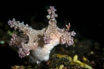 Ceratosoma di Allen nudibranca — Foto stock