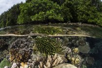 Arrecife de coral creciendo en aguas poco profundas - foto de stock