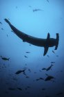 Calloped hammerhead sharks swimming with fish — Stock Photo