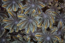 Мягкие коралловые полипы, растущие на рифе — стоковое фото