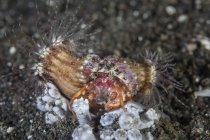Crabe ermite anémone sur le fond marin — Photo de stock