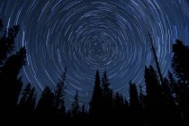 Trilhas estelares sobre pinheiros — Fotografia de Stock