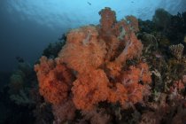Coralli molli che prosperano sulla barriera corallina profonda — Foto stock
