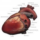 Anatomía del corazón humano - foto de stock