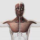 Анатомія чоловічої м'язової системи на білому тлі — стокове фото