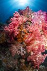 Soft corals in Raja Ampat — Stock Photo