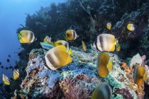 Kleine Schmetterlingsfische schwimmen über Riff — Stockfoto