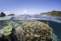 Récif corallien près de l'île calcaire — Photo de stock