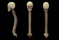 Rendering 3D della colonna vertebrale umana con teschio su sfondo nero — Foto stock