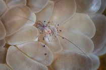 Camarones translúcidos arrastrándose sobre coral burbuja - foto de stock