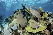 Gorgonie con coralli sulla barriera corallina — Foto stock